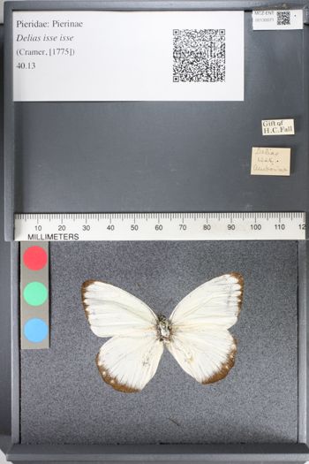 Media type: image;   Entomology 130071